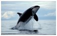 Whale